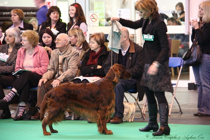 Crufts2011 505.jpg